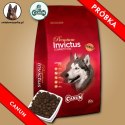 PRÓBKA Canun Invictus z jagnięciną 60g